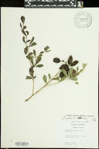 Baptisia alba image