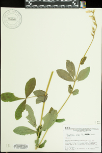 Baptisia alba image