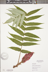 Rhus typhina image