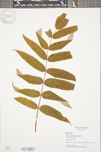 Rhus typhina image