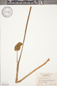 Arisaema dracontium image