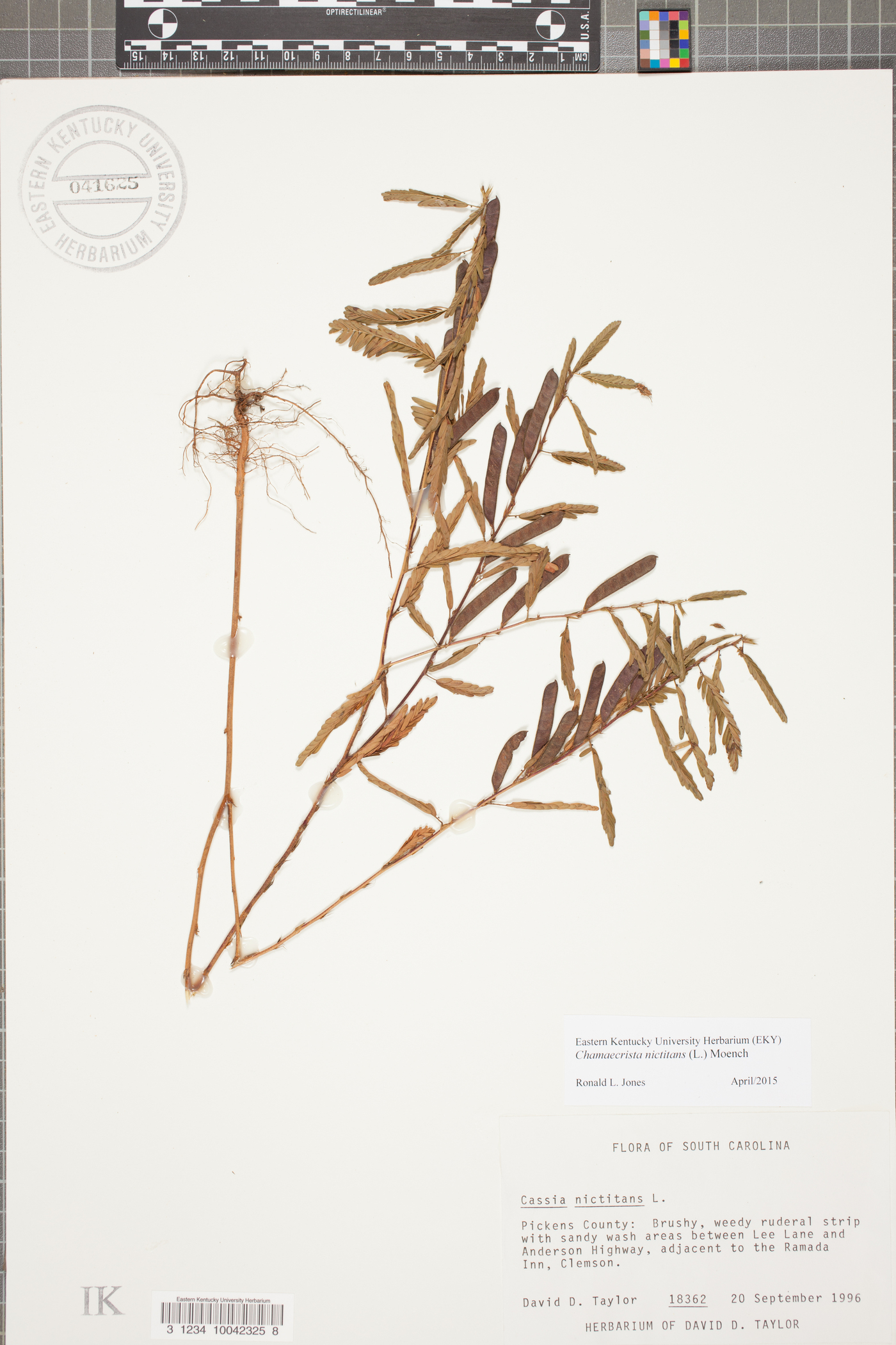 Chamaecrista nictitans subsp. disadena image