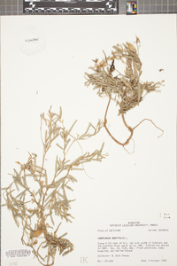 Crotalaria sagittalis image