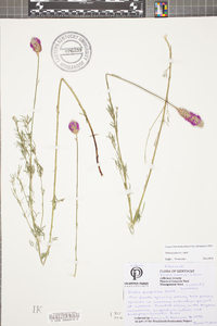 Dalea purpurea image