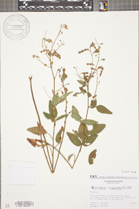 Desmodium canescens image