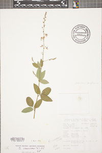 Desmodium canescens image