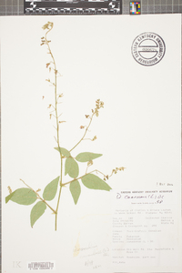 Desmodium canadense image