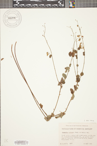 Desmodium ciliare image