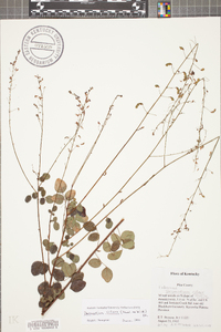 Desmodium ciliare image