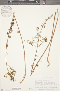 Desmodium ciliare image