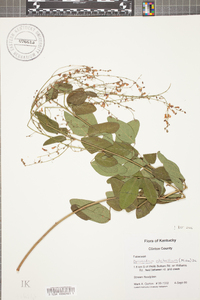 Desmodium glabellum image