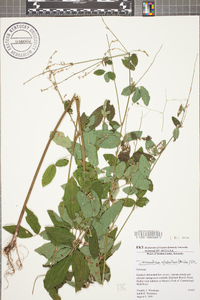 Desmodium glabellum image