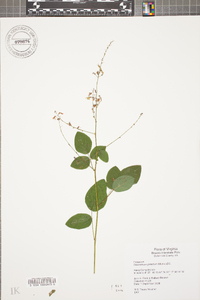 Desmodium glabellum image