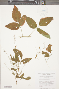 Desmodium perplexum image