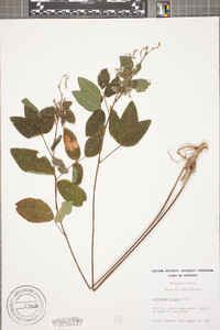 Desmodium dillenii image