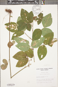 Desmodium perplexum image