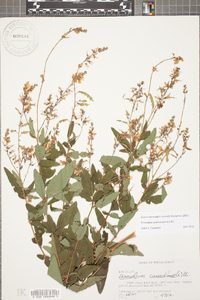 Desmodium canadense image