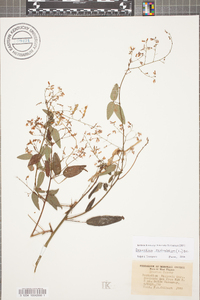 Desmodium dillenii image