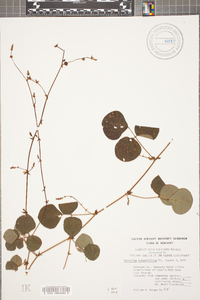 Desmodium rotundifolium image