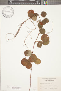 Desmodium rotundifolium image