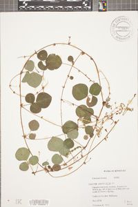 Desmodium rotundifolium image