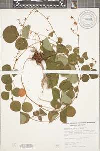 Desmodium rotundifolium image