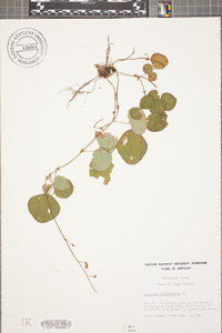 Desmodium rotundifolium image