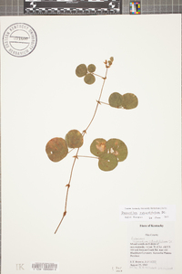 Desmodium rotundifolium image