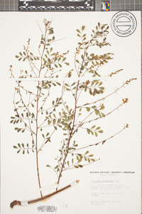 Indigofera caroliniana image