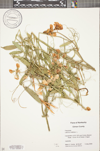 Lathyrus latifolius image