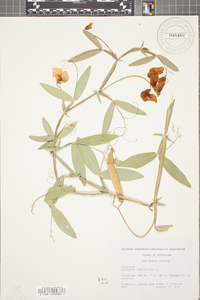 Lathyrus latifolius image