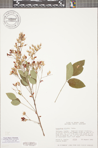 Lespedeza bicolor image