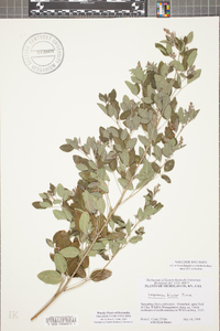 Lespedeza bicolor image