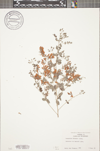 Lespedeza bicolor image