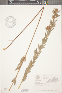 Lespedeza capitata image