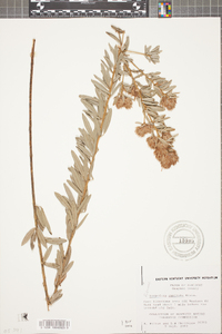 Lespedeza capitata image