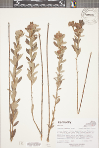 Lespedeza capitata image