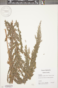 Lespedeza cuneata image