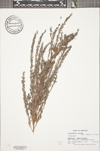 Lespedeza cuneata image