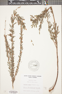 Lespedeza cuneata image