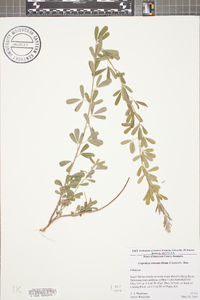 Lespedeza cuneata image