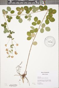 Lespedeza hirta image