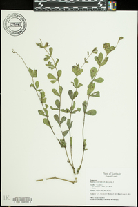 Baptisia australis image