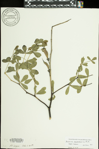 Baptisia australis image