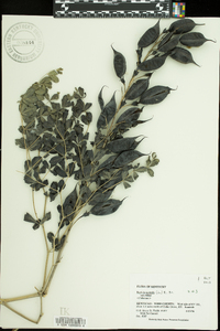 Baptisia australis image