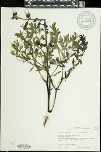 Baptisia australis image