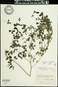 Baptisia tinctoria image