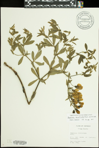 Baptisia bracteata image