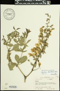 Baptisia bracteata image