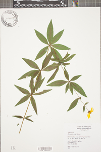 Coreopsis major image